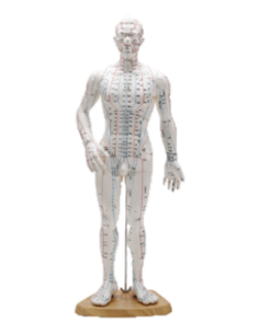 Modelo para Acupuntura de Homem (51 cm)